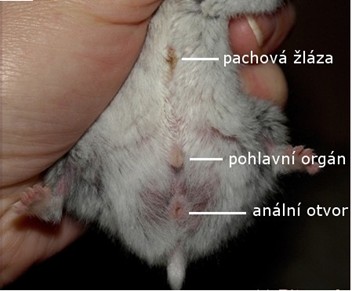 Obrázok